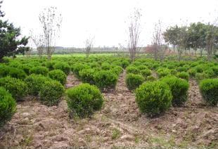 綠化工程 打造綠色生態(tài)，構(gòu)建美麗家園