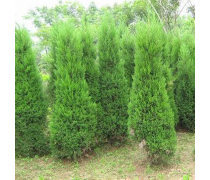 綠化工程產(chǎn)品庫 構(gòu)建生態(tài)城市的基石