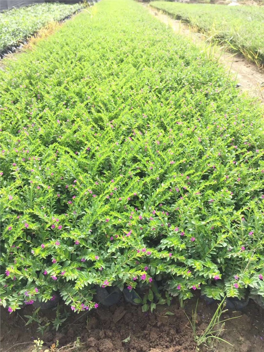 定州市園林工程綠化專用苗滿天星 價(jià)格實(shí)惠，基地直銷，助力綠化工程